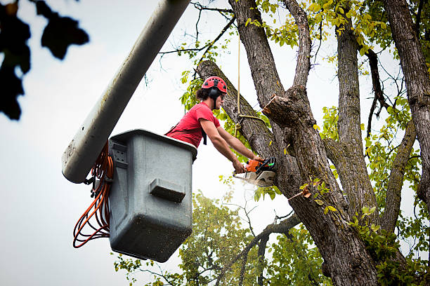 How Our Tree Care Process Works  in Cudahy, CA